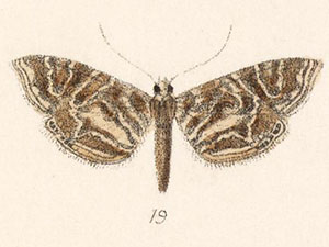 Oligostigmoides cryptalis