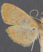 Anania leuschneri