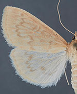 Framinghamia helvalis