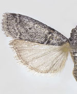 Salebriaria grandidentalis