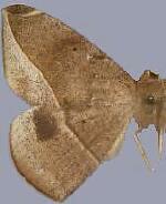 Oxydia nimbata