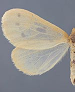 Eubaphe rotundata