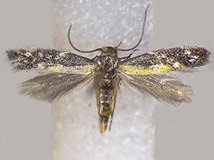 Elachista aristoteliella