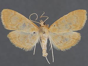 Anania leuschneri