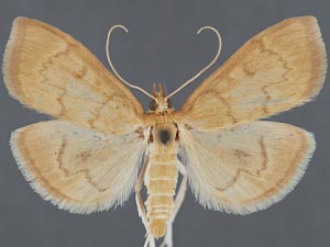 Anania extricalis