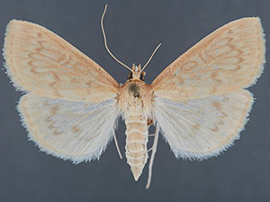 Framinghamia helvalis