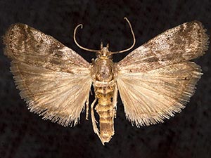 Sciota crassifasciella