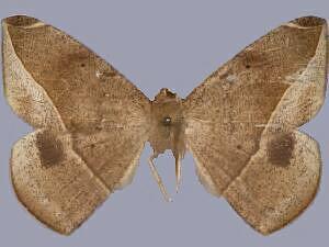 Oxydia nimbata