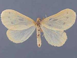 Eubaphe rotundata