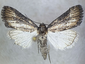Condica egestis
