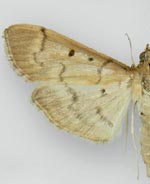 Herpetogramma bipunctalis