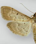 Herpetogramma bipunctalis