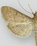 Herpetogramma phaeopteralis