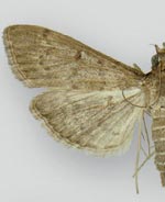 Herpetogramma phaeopteralis