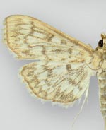 Herpetogramma pertextalis