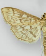 Herpetogramma pertextalis