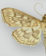 Herpetogramma pertextalis