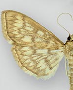 Herpetogramma pertextalis