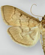 Herpetogramma theseusalis