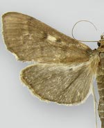 Herpetogramma sphingealis