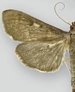 Herpetogramma sphingealis