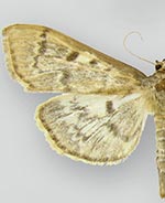 Herpetogramma aeglealis