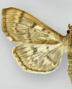 Herpetogramma aeglealis