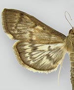 Herpetogramma aeglealis