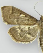 Herpetogramma aeglealis