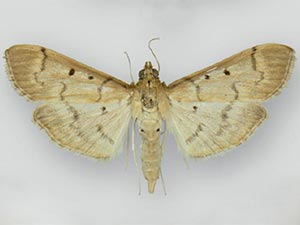 Herpetogramma bipunctalis