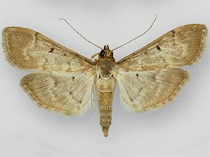 Herpetogramma bipunctalis