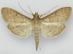 Herpetogramma phaeopteralis