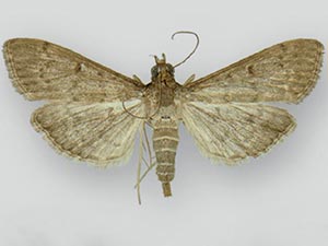 Herpetogramma phaeopteralis