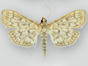 Herpetogramma pertextalis