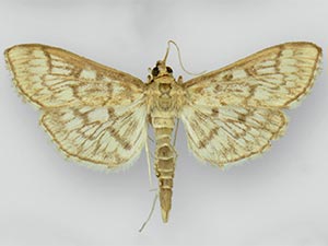 Herpetogramma pertextalis