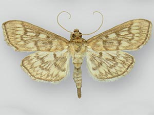 Herpetogramma pertextalis