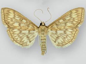 Herpetogramma pertextalis