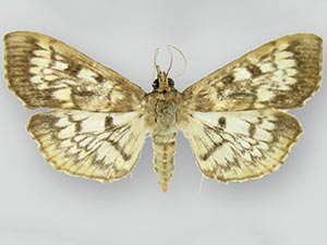 Herpetogramma thestealis