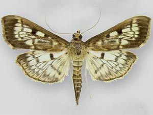 Herpetogramma thestealis