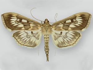 Herpetogramma thestealis