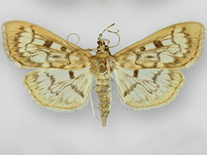 Herpetogramma thestealis