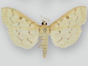 Herpetogramma aquilonalis