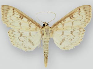 Herpetogramma aquilonalis