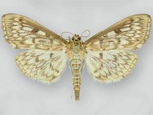 Herpetogramma aquilonalis