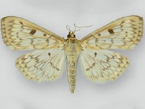 Herpetogramma aquilonalis