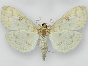 Herpetogramma aquilonalis