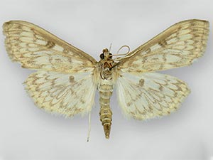 Herpetogramma aquilonalis