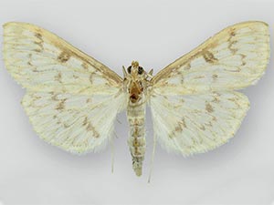 Herpetogramma fraxinalis