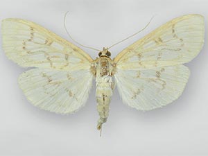 Herpetogramma fraxinalis