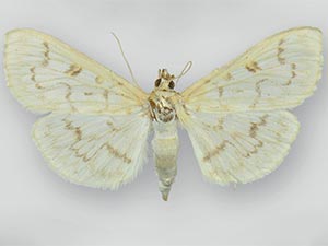 Herpetogramma fraxinalis